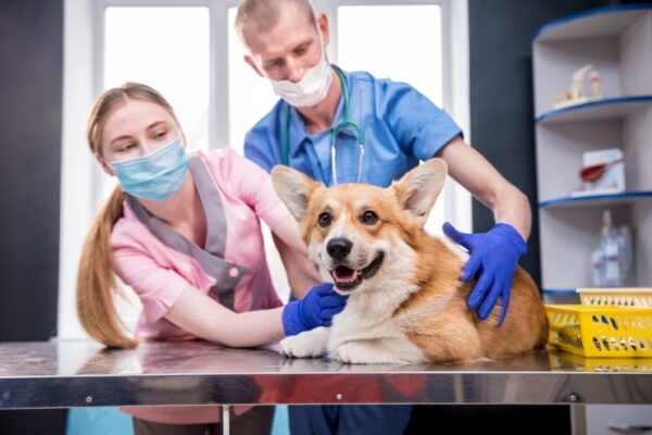 ветеринарная клиника VetCityPets